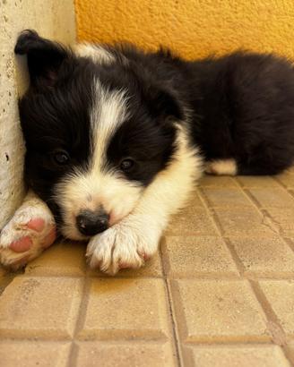 Border collie cuccioli