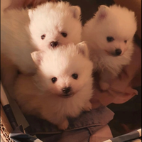 Spitz toy