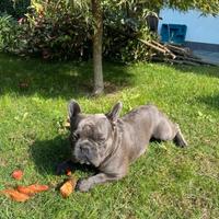 Bulldog/Bouledogue francese blu per monta