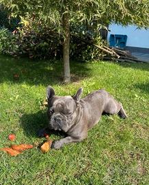 Bulldog/Bouledogue francese blu per monta