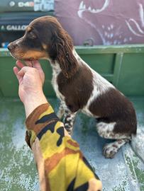 Cucciolo setter inglese