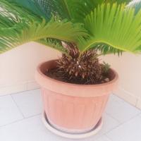 Cycas