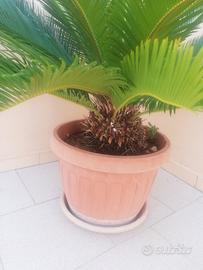 Cycas