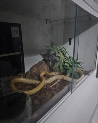 Serpente del grano