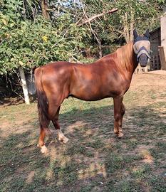 Cavallo di 5anni quarab