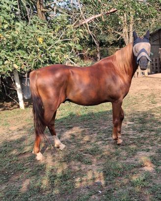 Cavallo di 5anni quarab