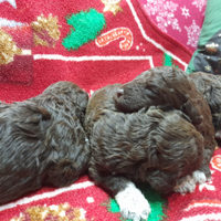 Cuccioli Lagotto romagnolo pedigree Roy Natale