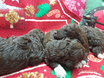 Cuccioli Lagotto romagnolo pedigree Roy Natale