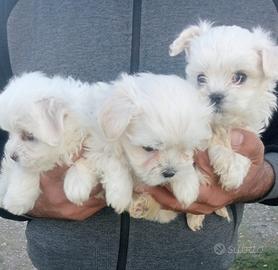 Maltese toy