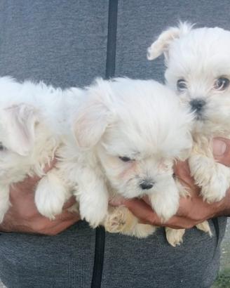 Maltese toy