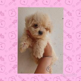 Maltese