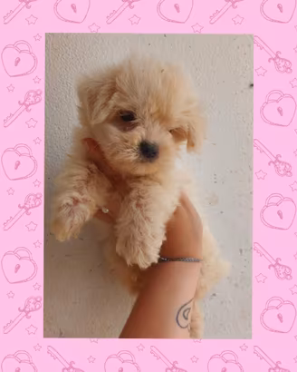 Maltese