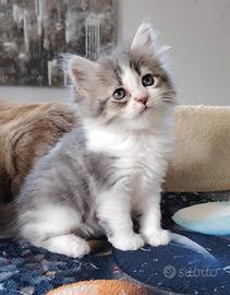 Gattini Siberiani