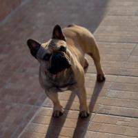 Monta Bouledogue Francese Enci