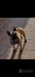 Monta Bouledogue Francese Enci