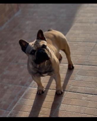 Monta Bouledogue Francese Enci