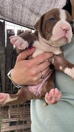 Cuccioli pitbull
