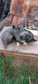 Cuccioli pastore del Caucaso
