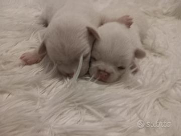 Chihuahua