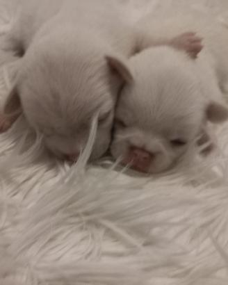 Chihuahua