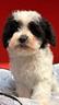 maltipoo-solo-cuccioli-italiani-