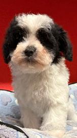 Maltipoo ( solo cuccioli italiani)