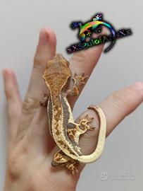 Geco ciliatus ID: BM