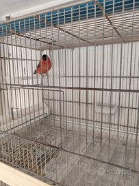 Due maschi Ciuffolotto Major