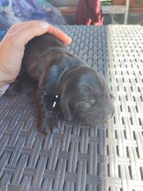 Maschio cocker spaniel inglese