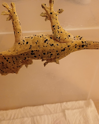 Geco ciliatus