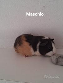 Cavie porcellini d'india