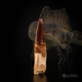 SPINOSAURO - Vero Dente Fossile