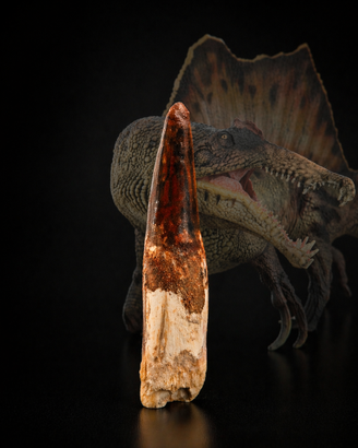 SPINOSAURO - Vero Dente Fossile