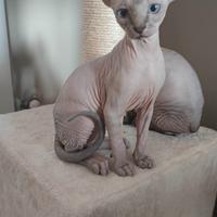 Cuccioli di Sphynx con Pedigree Anfi