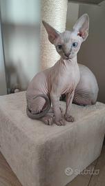 Cuccioli di Sphynx con Pedigree Anfi