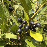 🌿 Piante di Alloro per Giardino e Cucina🌱