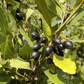 🌿 Piante di Alloro per Giardino e Cucina🌱