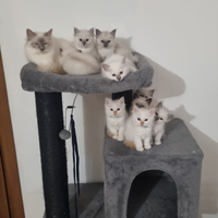 Prenotasi gatti di razza