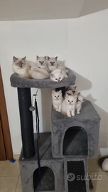Prenotasi gatti di razza