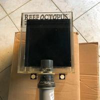 Reef octopus  tracimatore acquario