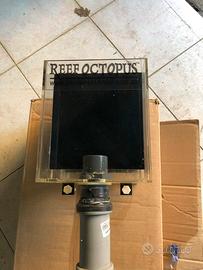 Reef octopus  tracimatore acquario