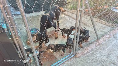 Cuccioli segugio italiano