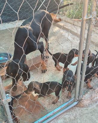 Cuccioli segugio italiano