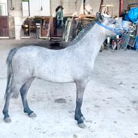 Cavallo