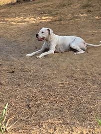 Dogo argentino incrocio