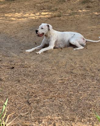 Dogo argentino incrocio