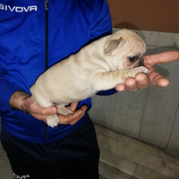Bulldog francese