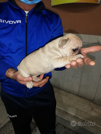 Bulldog francese