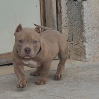 American bully pocket