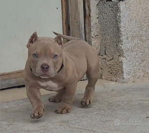 American bully pocket
